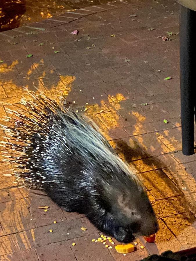Simonʼs TownPorcupine Walkアパートメント エクステリア 写真